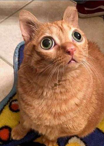 Кошка с невероятно круглыми глазами (11 фото)