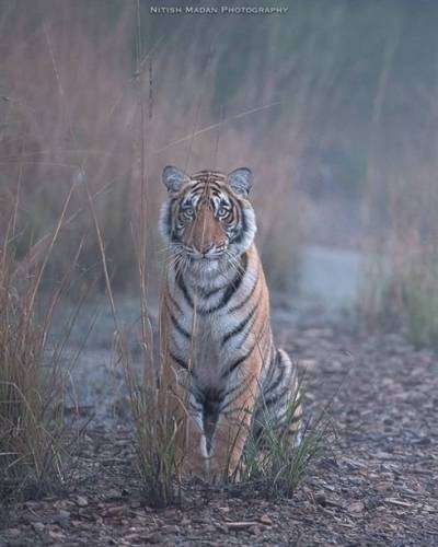 Индийский фотограф запечатлел величественных тигров в их естественной среде обитания (10 фото)