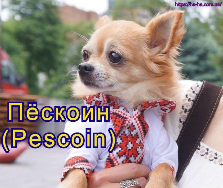 Пёскоин (Pescoin) новая криптовалюта в Украине