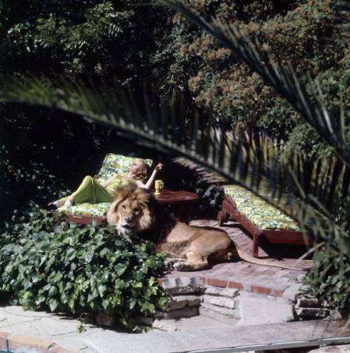 Нил, домашний лев Типпи Хедрен и Мелани Гриффит (15 фото)