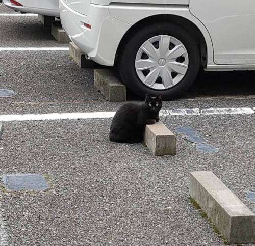 Кошки обожают лежать на парковочных барьерах. По всему миру (12 фото)