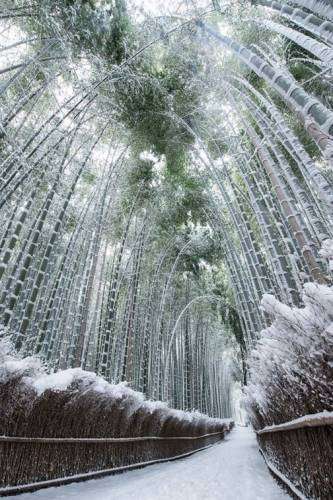 Знаменитый бамбуковый лес в Японии зимой (4 фото)