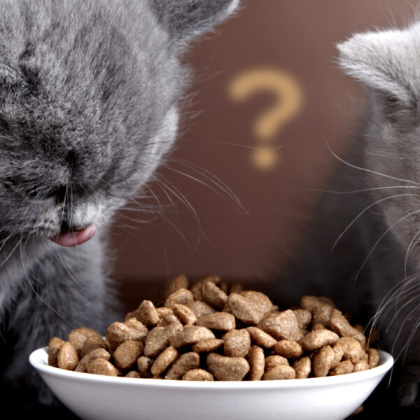 Як правильно вибрати корм для кішки - поради та рекомендації