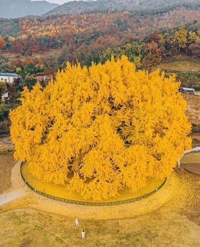 Величественное восьмивековое дерево гинкго в Южной Корее (3 фото + видео)