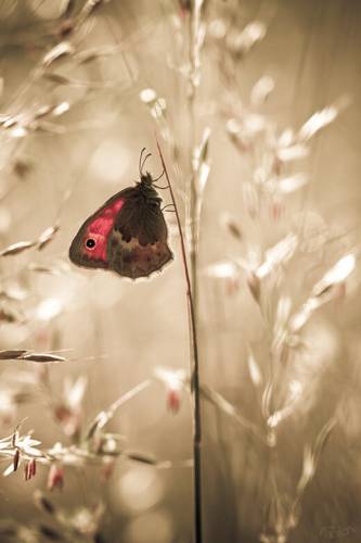 Цветы и насекомые в макрофотографиях Фабьена Бравина (25 фото)