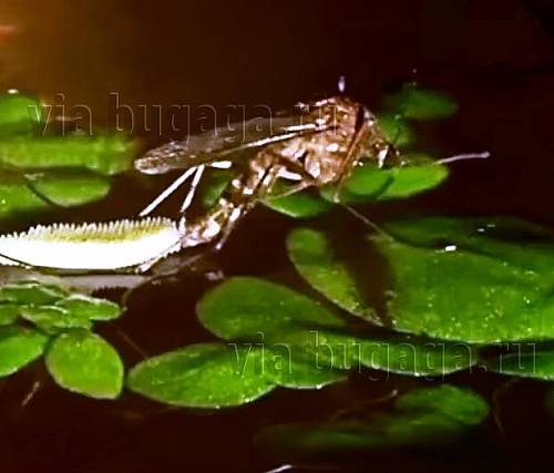 Познавательная минутка на Бугаге: как самки комаров откладывают яйца