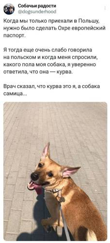 Смешные твиты: "Я не хочу умирать под Киркорова" (23 фото)