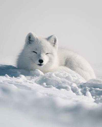 Застывшие мгновения: потрясающие фотографии дикой природы Арктики от Консты Панкка (15 фото) — 25.03.2024