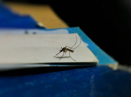 комар на столе
