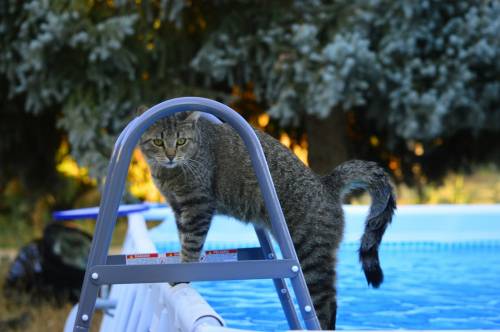 кошка у бассейна с водой