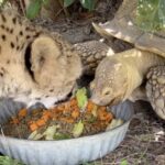 Вы когда-нибудь видели, как гепард и черепаха делят трапезу? (3 фото + видео) — 22.04.2024