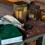 Прогулянка занедбаною ветеринарною школою