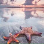 Дивовижні факти про морські зірки, які ви точно не чули (14 фото) – 20.06.2025