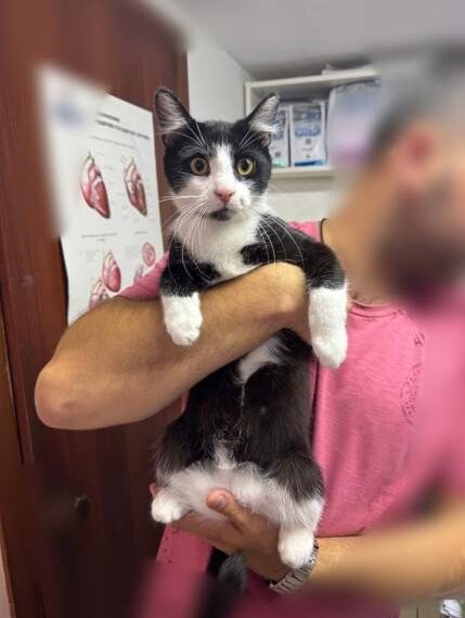 Котик ищет Дом! Санкт-Петербург