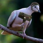 Випадки з історії, коли тварин використовували як шпигунів