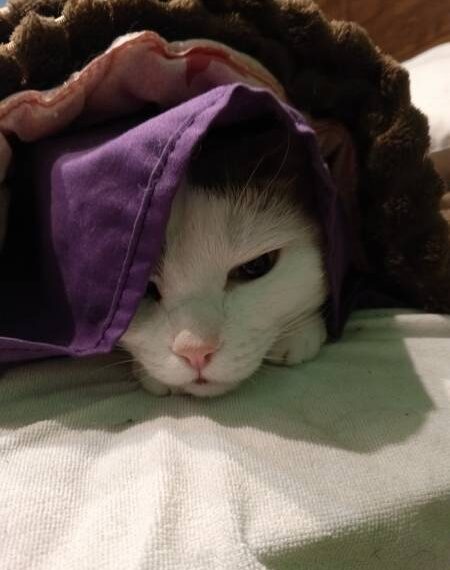 Руня