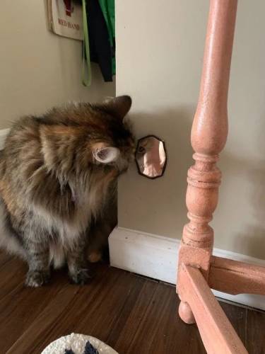 Хто тут?! (13 фото)