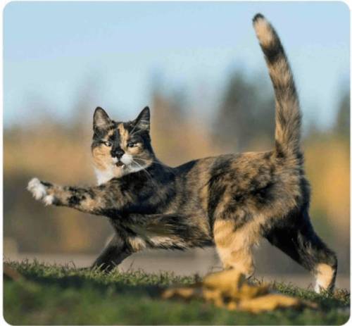 Смішні котики вам у стрічку! (20 фото)