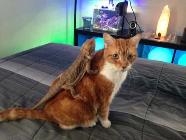 Котики та ящірки, які змогли стати друзями