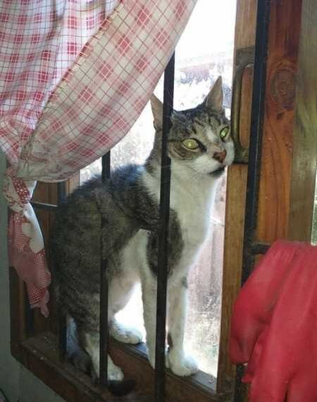 Коти повелися дуже дивно, але смішно