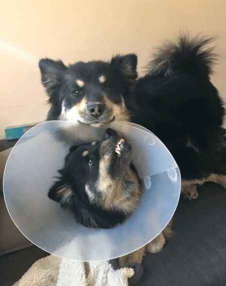 Милі тварини, на яких довелося одягнути захисні коміри