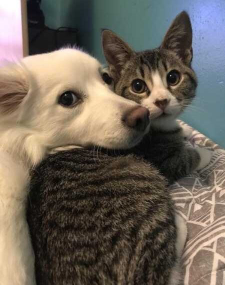 Тепла дружба у світі тварин на знімках