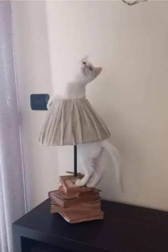 Хвости, вуса та позитив (19 фото)