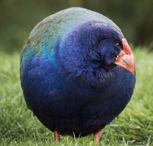 Приголомшливі та рідкісні створіння в дикій природі