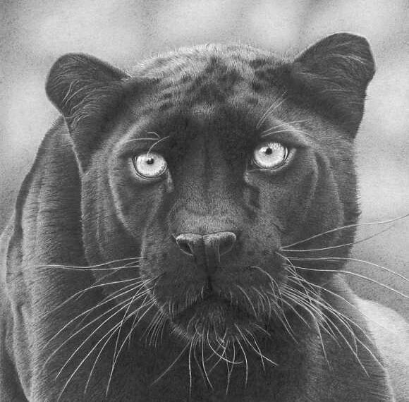 Краса тварин у олівцевих малюнках