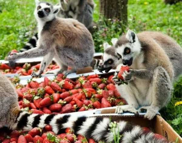 Смішні тварини у пошуках всяких ласощів на знімках