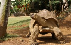 Як велетенські сухопутні берегли світ, а крихітні мандрували в космосі?