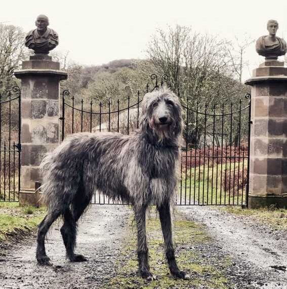 Найбільші та найважчі породи собак у світі