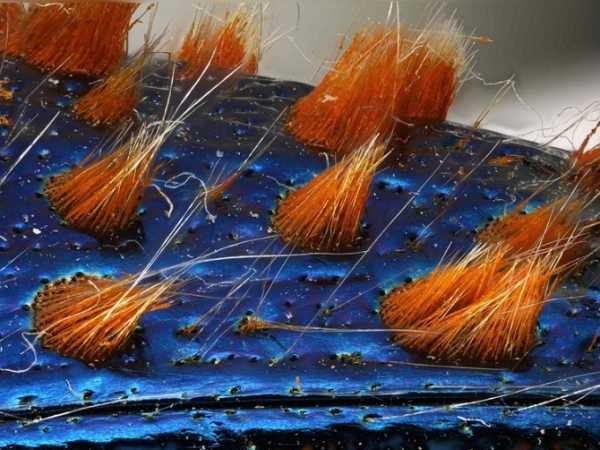 Найкращі мікроскопічні знімки з конкурсу Nikon Small World