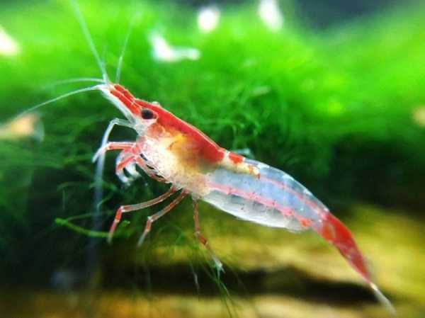 Деякі цікаві та неочевидні факти про світ тварин