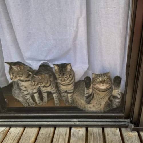 Улюблені хулігани: домашні шкодники, яких неможливо не любити (34 фото) – 28.10.2025