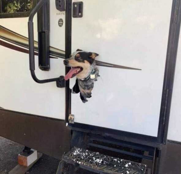 Деякі вихованці регулярно зводять з розуму своїх господарів