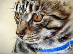 Чому коти мають багато життів?