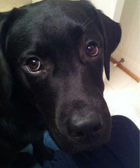 Милі тварини з виразними емоціями, які іноді сумують