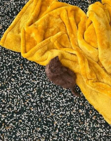 Знімки маленьких кошенят, у яких просто неможливо не закохатися