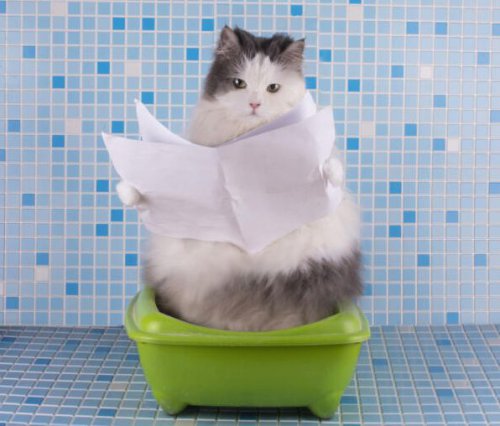 Привчаємо кота до туалету без примусу: Налагоджуємо спільне життя