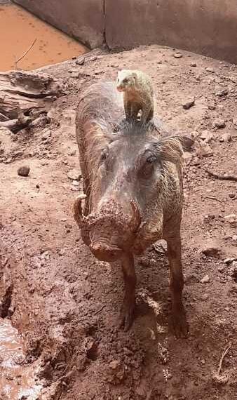 Бородавочник та мангуст потоваришували у Ботсвані