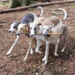 Цуценята з одного посліду були дуже раді зустрічі один з одним