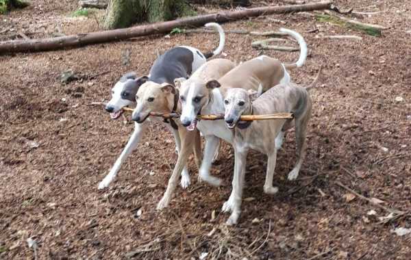 Цуценята з одного посліду були дуже раді зустрічі один з одним