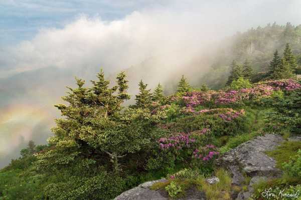Краса природи на знімках Лорі Кінкейд