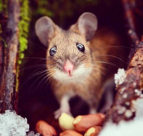 Лісові тварини в об'єктиві Консти Пункка