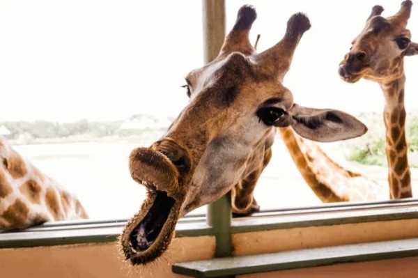 Моменти в дикій природі, коли тварини показали свій кумедний бік