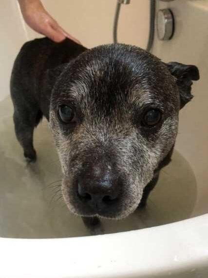 Цих тварин чекала старість у притулку, але успіх їм усміхнувся