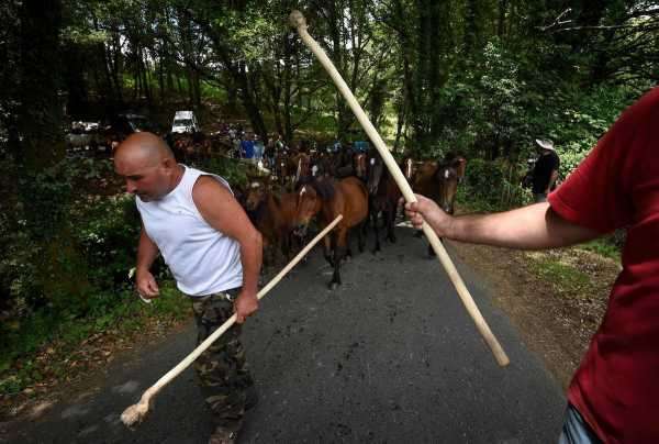 Традиційне свято Рапа-дас-Бестас у Галісії