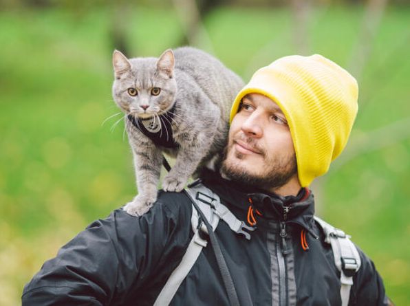 Як навчати та тренувати кота?