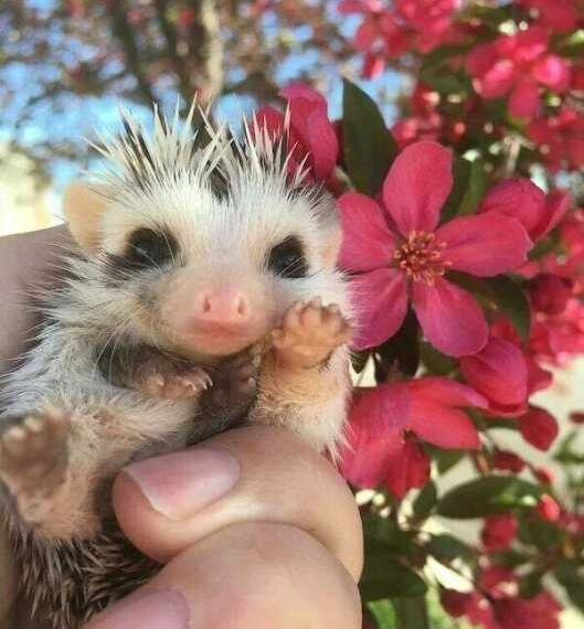 Милі та кумедні тварини на знімках заряджають позитивом